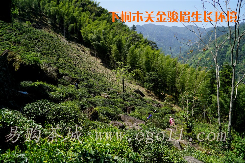 下桐木关的溪流