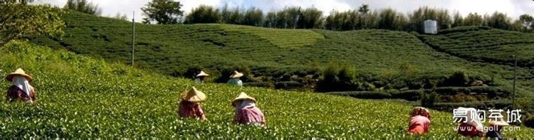 台湾高山茶采摘