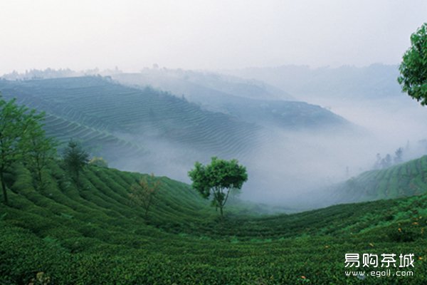 蒙顶山绿茶茶山