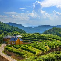 引领福州茉莉花茶走向世界的的春伦茶业