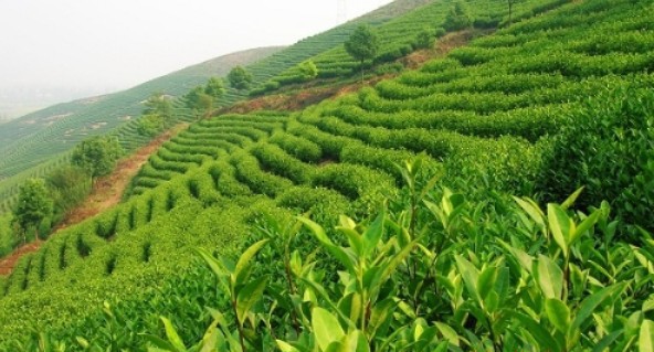 湖州安吉茶山图片