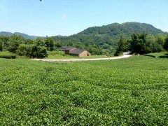 安吉白茶种植技术与生态茶园管理