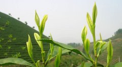 安吉白茶原产地与白茶之祖保护