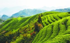 安吉白茶的地理位置、生长环境和土壤特征研究