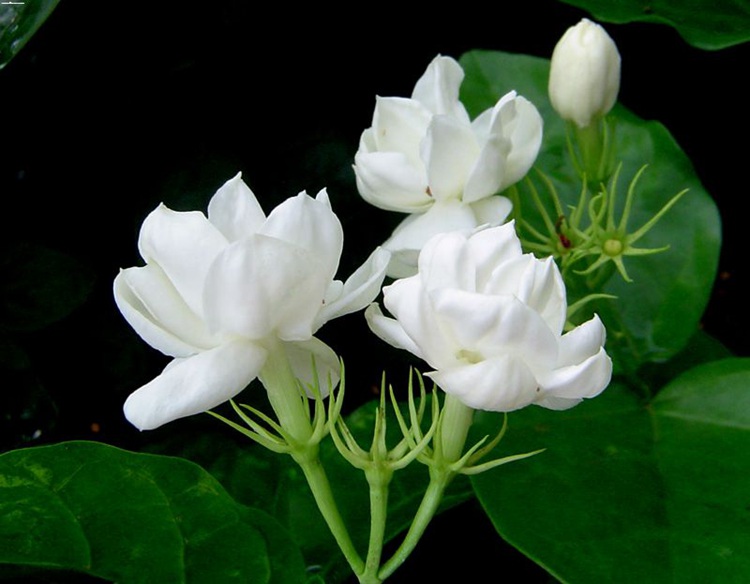 茉莉花茶