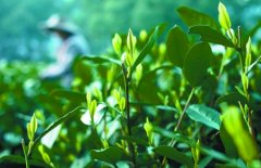 祁门红茶茶树的品种和有机种植和病虫害防治