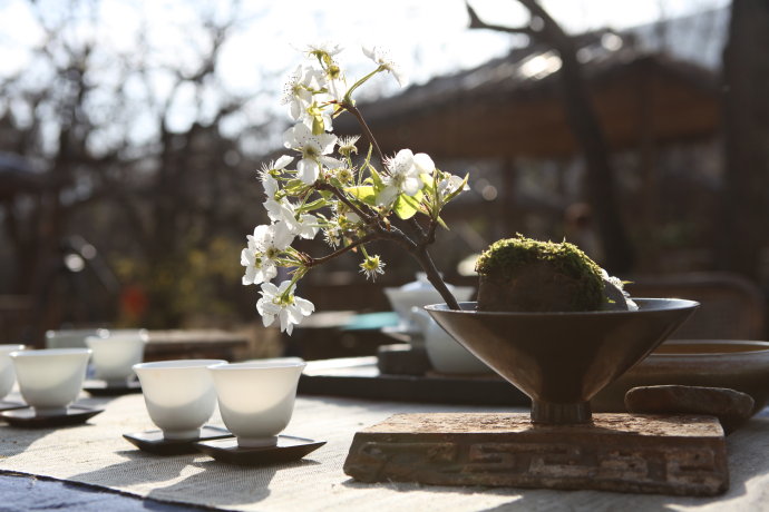茶