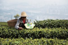重庆的名优绿茶——永川秀芽