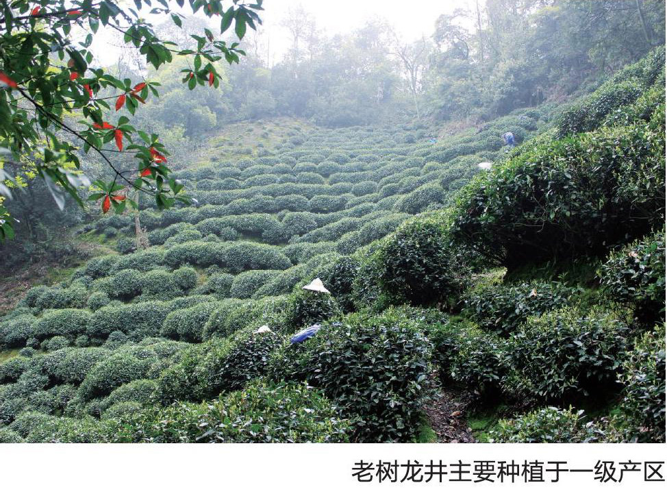 中国最古老的龙井茶树图片